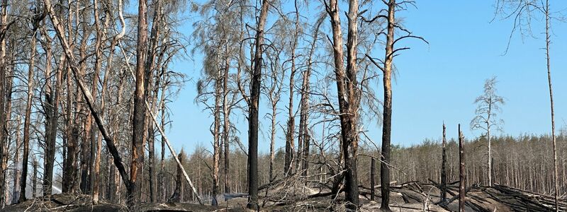 Zahlreiche verbrannte Bäume im Waldbrandgebiet bei Lübtheen. - Foto: Steven Hutchings/TNN/dpa