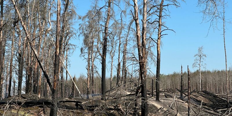 Zahlreiche verbrannte Bäume im Waldbrandgebiet bei Lübtheen. - Foto: Steven Hutchings/TNN/dpa