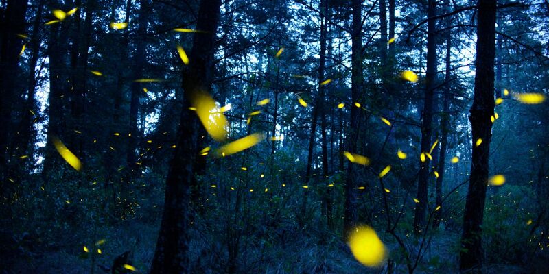 Glühwürmchen senden in der Paarungszeit Leuchtsignale. - Foto: Jesus Alvarado/dpa