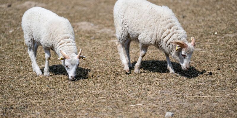 Wieso ist es nach dem nassen Winter in Deutschland vielerorts schon wieder viel zu trocken? - Foto: Fabian Sommer/dpa