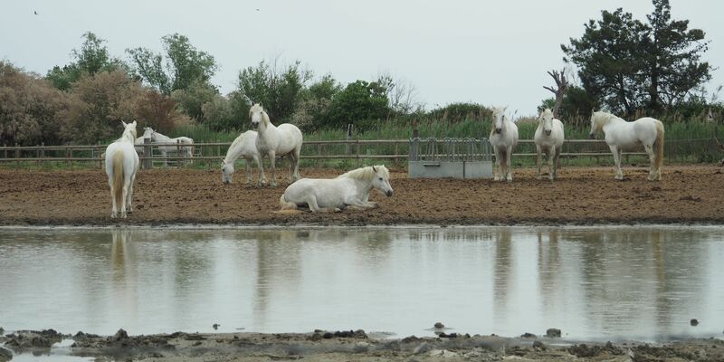 Pferde in der Camargue auf einer Koppel. Der Klimawandel hinterlässt in dem südfranzösischen Delta seine Spuren. - Foto: Rachel Boßmeyer/dpa