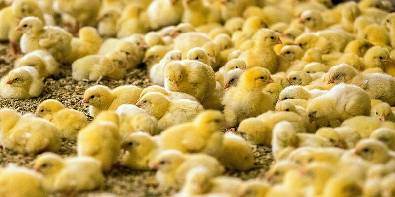 Wenige Tage alte Küken in einem Hähnchenmastbetrieb in Mecklenburg-Vorpommern. - Foto: Jens Büttner/ZB/dpa