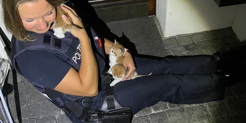 POL-MA: Mannheim: Mutter und Kind retten sieben ausgesetzte Katzen - Foto: presseportal.de