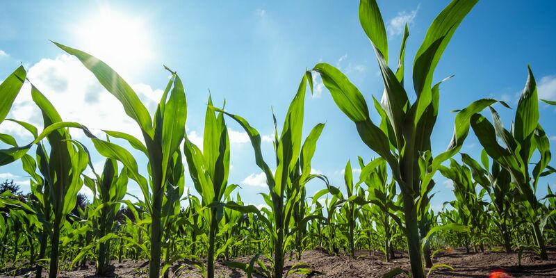 Unter das EU-Gentechnikrecht fallen unter anderem Methoden, bei denen artfremde Gene in eine Pflanze eingebracht werden - etwa Gene aus einem Bakterium in Mais. - Foto: Mohssen Assanimoghaddam/dpa