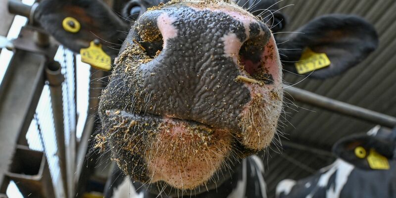 200.000 Kühe töten - im Namen des Klimaschutzes? So lautet jedenfalls ein Vorschlag des Landwirtschaftsministeriums in Dublin. - Foto: Patrick Pleul/dpa