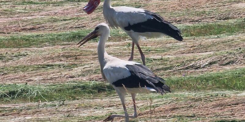 Dem französischen Landwirt Paul Bubba gelang diese Aufnahme des Storchs und eines Artgenossen nahe Faverney. - Foto: Paul Bubba/dpa