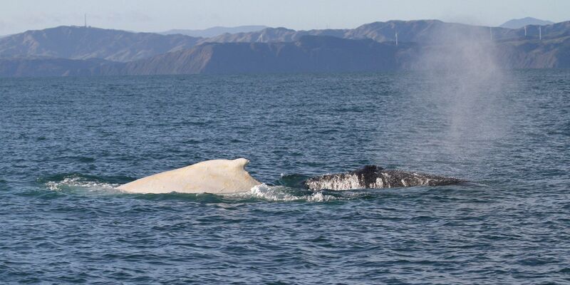 Ein weißer Buckelwal schwimmt am im Juli 2015 mit einem normal gefärbten Buckelwal in der Cookstraße. Bei dem weißen Wal handelt es sich vermutlich um Migaloo, der seit 1991 vor der australischen Ostküste anzutreffen ist. - Foto: AAP Image/AAP/dpa