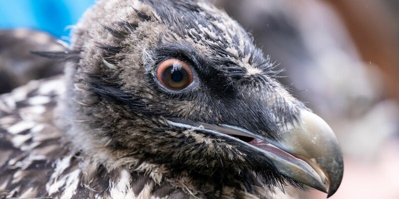 Das Bartgeierweibchen Sisi vor ihrer Auswilderung. - Foto: Sven Hoppe/dpa