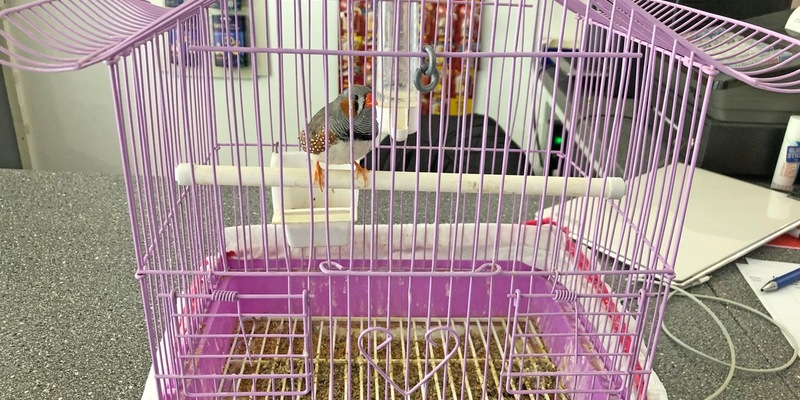 POL-E: Essen: Notfallpatientin bittet um Hilfe - Polizei rettet zurückgelassenes Haustier - Foto: presseportal.de