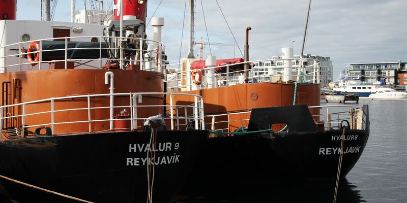 Island ist eines der wenigen Länder der Erde, in denen noch Jagd auf Wale gemacht werden darf. - Foto: Steffen Trumpf/dpa