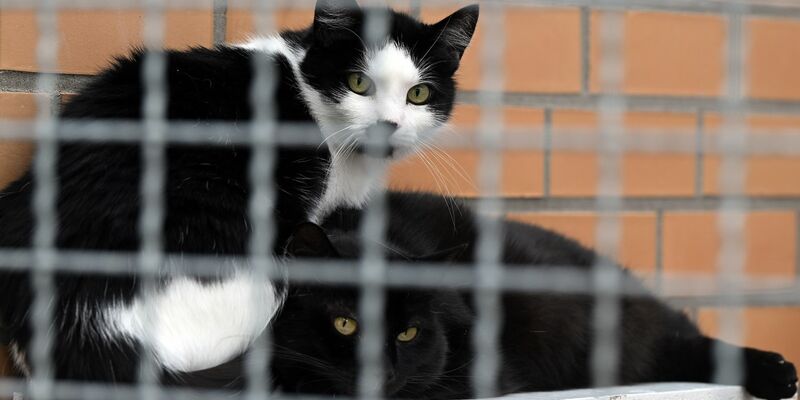 Katzen sitzen im Tierheim Leverkusen. - Foto: Federico Gambarini/dpa