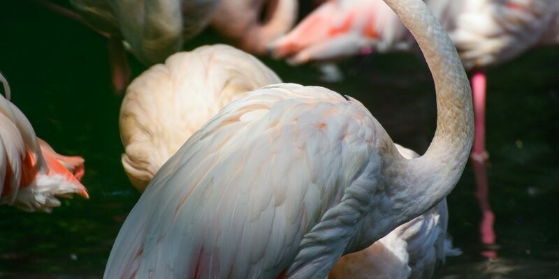 Flamingo Ingo steht in einem kleinen See im Berliner Zoo neben seinen Artgenossen. Seit mehr als 65 Jahren lebt er in dem traditionsreichen Tierpark. - Foto: Gregor Fischer/dpa