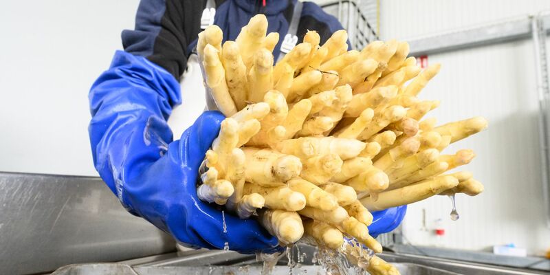 Ein Erntehelfer arbeitet auf dem Spargelhof Heuer in der Region Hannover. - Foto: Julian Stratenschulte/dpa