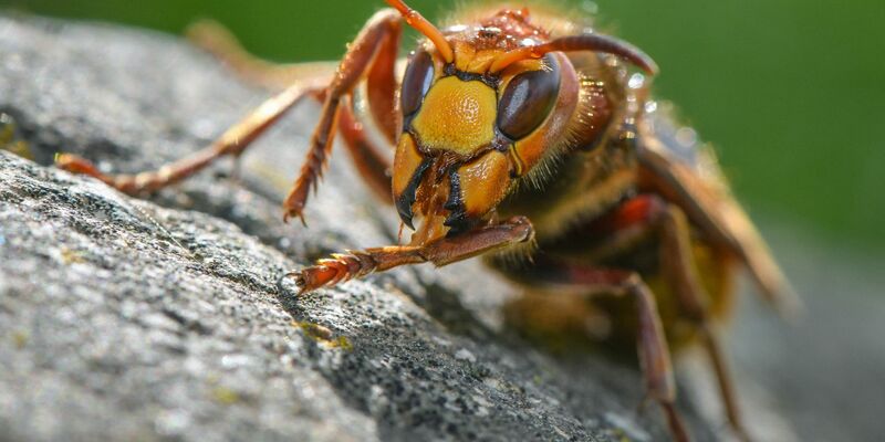 Hornissen sind laut einer Expertin «sehr friedfertig und stechen nur, wenn sie massiv gestört oder verfolgt werden». - Foto: Patrick Pleul/dpa-Zentralbild/dpa
