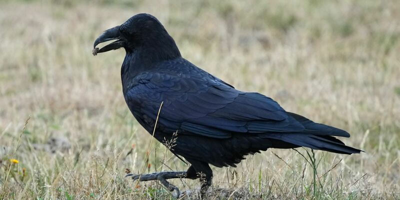 Ein Rabe (Corvidae) spaziert im brandenburgischen Wildpark Schorfheide mit Futter im Schnabel über eine Wiese. - Foto: Soeren Stache/dpa