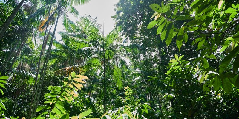 Besonders stark ist weiterhin der Regenwald in Brasilien von Zerstörung betroffen. - Foto: Annette Riedl/dpa