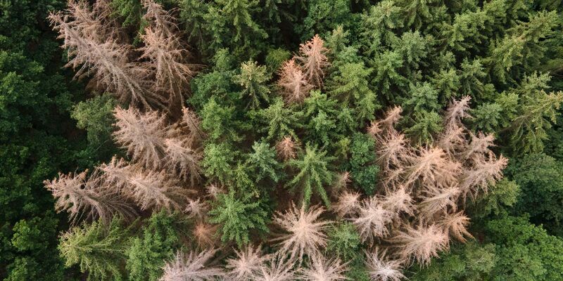 Schädlinge sind meist die Übeltäter für Schadholzeinschlag: Vom Borkenkäfer befallene Fichten stehen in einem Waldstück am Rande der Sächsischen Schweiz. - Foto: Sebastian Kahnert/dpa-Zentralbild/dpa