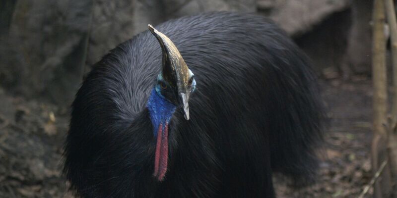Ein Helmkasuar (Casuarius casuarius) Zoo von Sydney. Es handelt sich um die drittgrößten Laufvögel der Erde. - Foto: WILD LIFE Sydney Zoo/Carola Frentzen/dpa