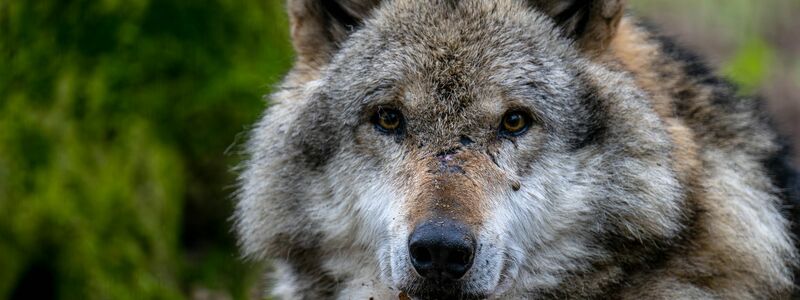 Der Abschuss von Wölfen in Deutschland soll einfacher werden. - Foto: Sina Schuldt/dpa