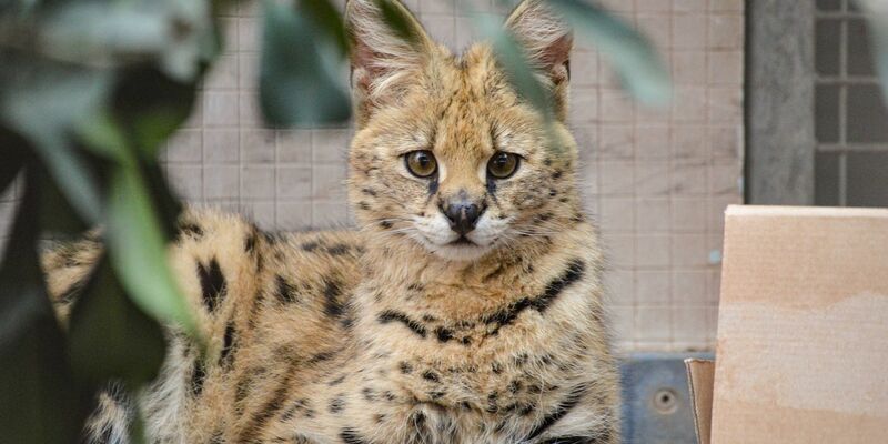 Der Serval ist eine afrikanische Raubkatze. - Foto: Sabine Tomas/Wilhelma Stuttgart/dpa