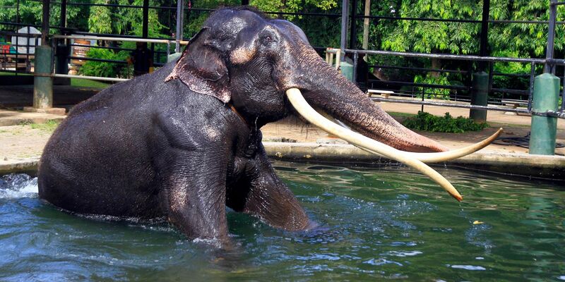 Elefant Sak Surin nimmt ein Bad im Dehiwala Zoo in Sri Lanka. - Foto: I. Uphul/Zoo Dehiwala/dpa