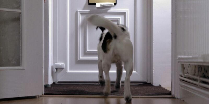 Die Anzahl der Hundeattacken auf «Posties» ist in Großbritannien gestiegen. - Foto: Royal Mail/PA Media/dpa