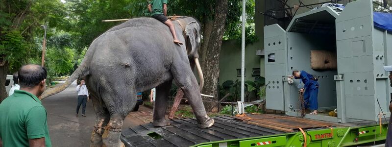 Elefantentreiber üben mit dem Elefant vor dem Transport das In-die-Box-steigen im Dehiwala Zoo in Colombo. - Foto: Uphul/Zoo Dehiwala/dpa