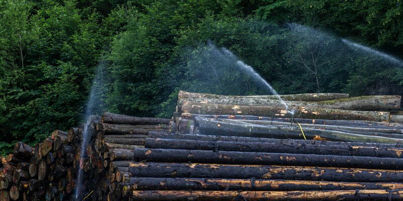 Baumstämme werden bewässert, um die Ausbreitung des Borkenkäfers zu verhindern. - Foto: Philipp von Ditfurth/dpa