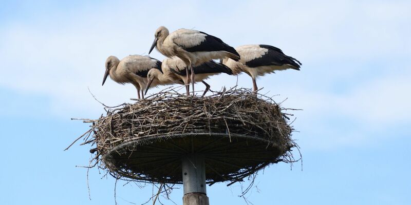 Storch Findus (vorne Mitte) im Nest mit seinen Geschwistern. - Foto: Hans Skov/Storkene.dk/dpa