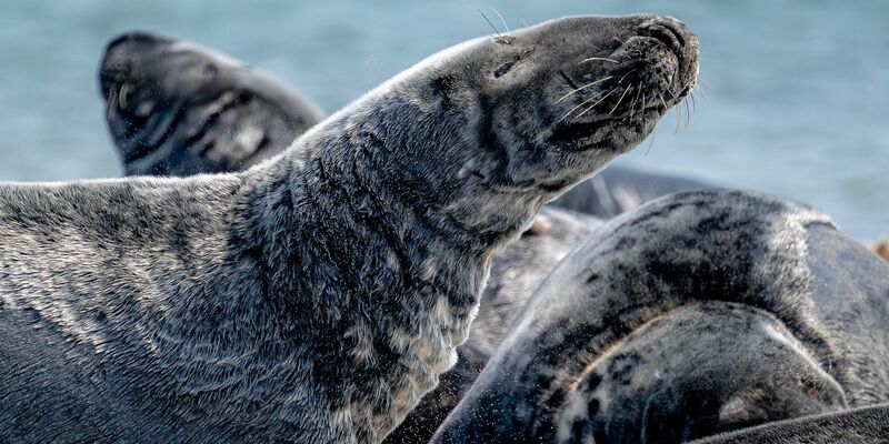 Kegelrobben liegen am Strand auf der Düne vor der Insel Helgoland. - Foto: Sina Schuldt/dpa
