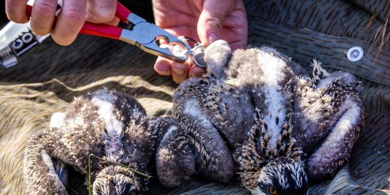 Den beiden etwa zwei Wochen alten Fischadlern werden Markierungsringe angepasst. Die Fänge der Tiere sind jedoch noch zu klein für die Ringe und sie müssen zu einem späteren Zeitpunkt beringt werden. - Foto: Jens Büttner/dpa