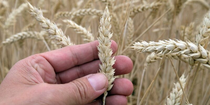 Gentechnik in Lebensmitteln: EU-Kommission plant deutliche Lockerung. - Foto: Sebastian Willnow/ZB/dpa