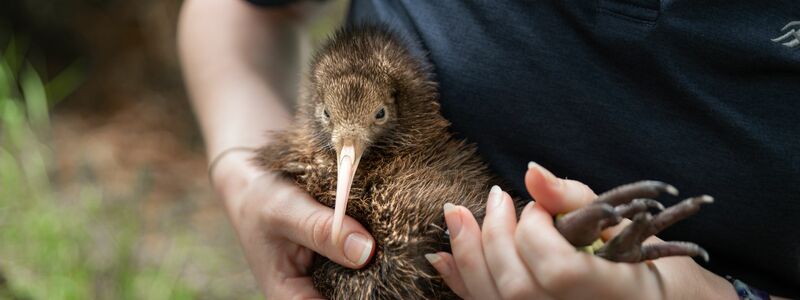 Neuseeland verliert viele Kiwis. Die Organisation Save the Kiwi hilft den Tieren deshalb. - Foto: Madison Farrant/Save the Kiwi/dpa