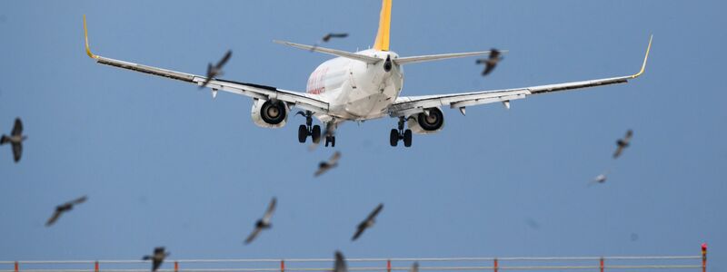 Ein Flugzeug von Pegasus Airlines landet  hinter einem Vogelschwarm in deutlicher Schräglage am Flughafen Hannover. - Foto: Julian Stratenschulte/dpa