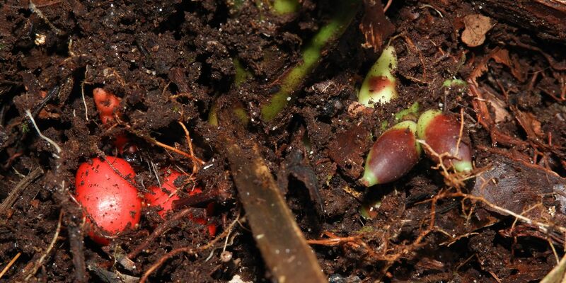 Die Basis der unterirdisch blühenden Pflanze mit Blick auf die reifen roten und unreifen grünen Früchte. - Foto: Randi Agusti/Royal Botanic Gardens/dpa