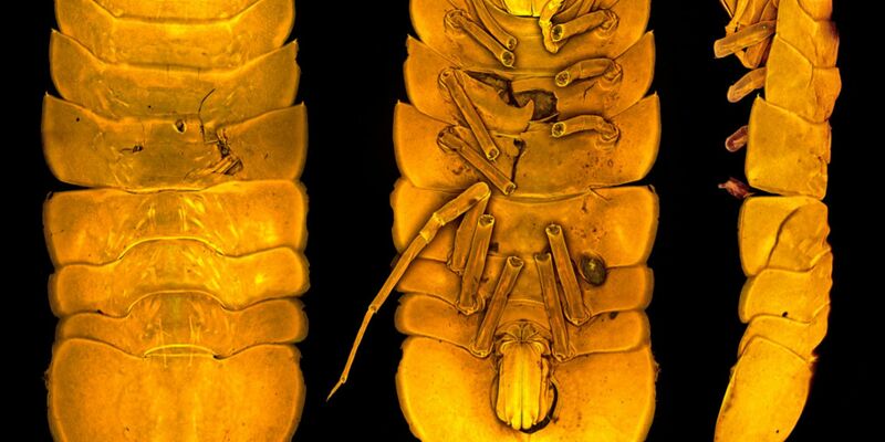 Die neu entdeckte Meeresassel Austroniscus brandtae, benannt nach der Frankfurter Meereswissenschaftlerin Angelika Brandt. - Foto: Terue Kihara/Senckenberg Gesellschaft für Naturforschung/dpa