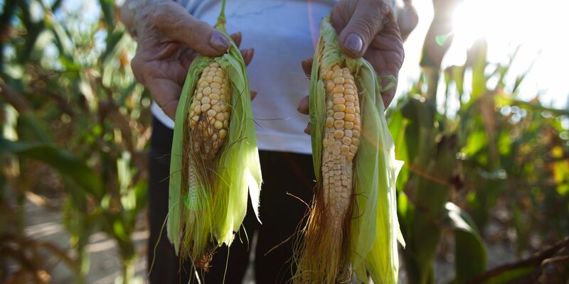 Bei ungünstigen Großwetterlagen hat es im Zeitraum 1960 bis 2014 in Ostasien bis zu sieben Prozent weniger Weizen und Mais in der Region gegeben. - Foto: Jim Lo Scalzo/EPA/dpa