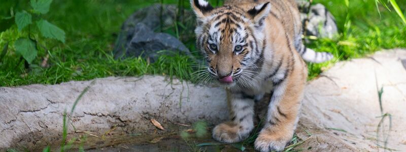 Durstig: Einer der beiden knapp drei Monate alten Sibirischen Tiger schlabbert Wasser. - Foto: Philipp Schulze/dpa