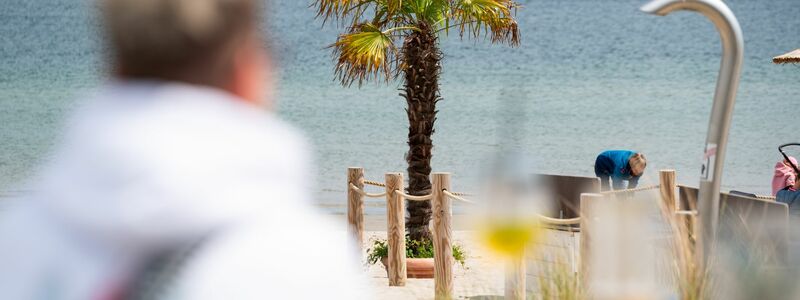 Mallorca oder doch Ostsee? Palmen sollen für mehr Urlaubsgefühl sorgen. - Foto: Jonas Walzberg/dpa