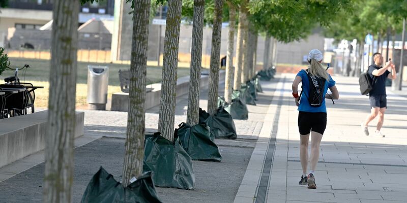 Mit Wassersäcken versucht die Stadt Köln, den Bäumen am Rheinboulevard bei den aktuell hohen Temperaturen zu helfen. - Foto: Roberto Pfeil/dpa