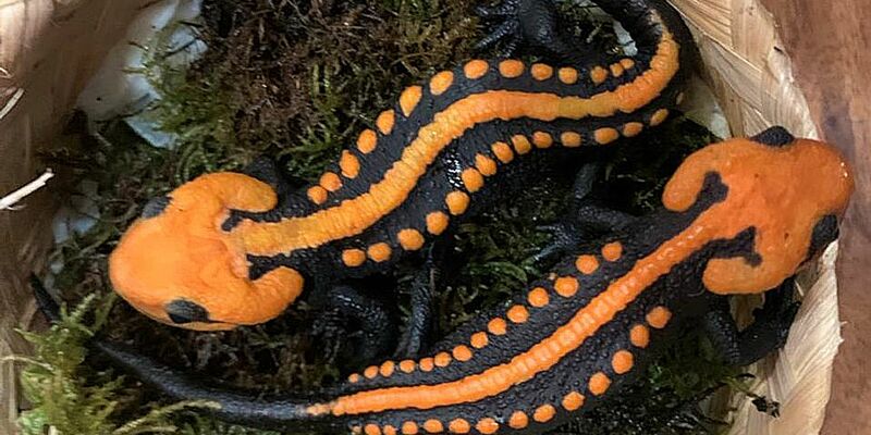 Krokodilmolche der Art Tylototriton ngoclinhensis. - Foto: Prof. Dr. Tao Thien Nguyen/-/dpa