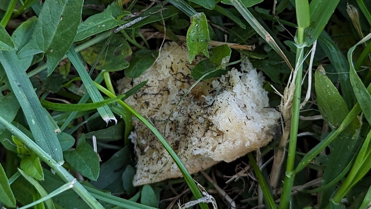 POL-H: Hannover-Vahrenwald: Polizei Hannover warnt vor Giftködern und sucht Zeugen - Foto: presseportal.de