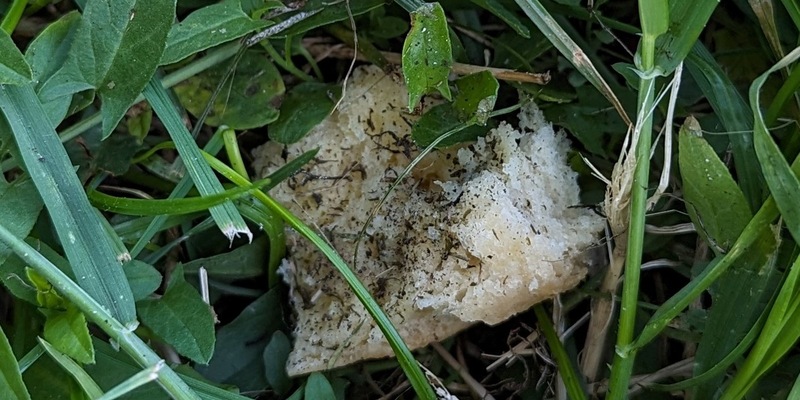 POL-H: Hannover-Vahrenwald: Polizei Hannover warnt vor Giftködern und sucht Zeugen - Foto: presseportal.de