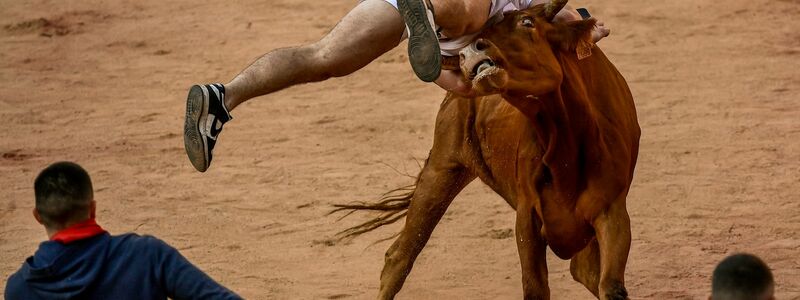 Ein Feiernder wird am Ende des vierten Stiertreibens in Pamplona von einer Kuh  auf die Hörner genommen. - Foto: Alvaro Barrientos/AP