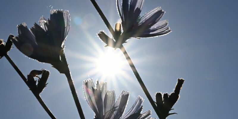 Allein Deutschland hatte im Sommer 2022 laut einer neuen Studie 8173 Toten Hitzeopfer zu beklagen (Symbolbild). - Foto: Felix Kästle/dpa