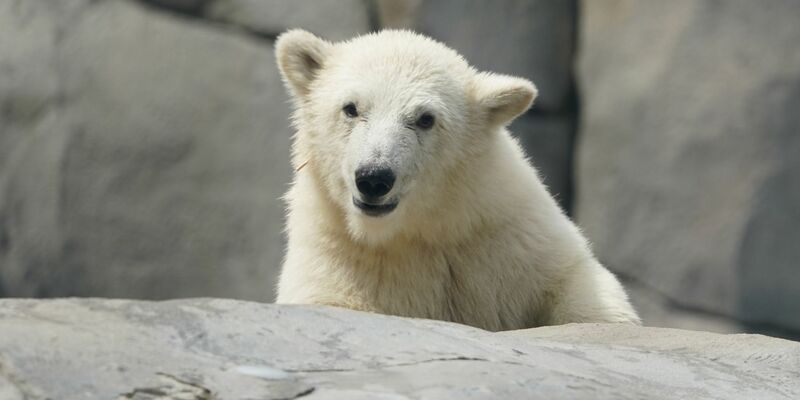 Die kleine Eisbärin steht im Wasserbecken und schüttelt ihr Fell. - Foto: Marcus Brandt/dpa
