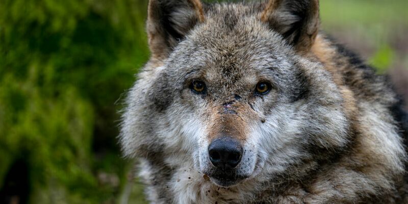 In der Nähe von Hannover ist ein Wolf getötet und zerstückelt worden. (Symbolbild) - Foto: Sina Schuldt/dpa