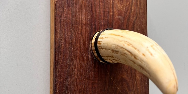 HZA-P: Zoll stoppt am Flughafen Berlin Brandenburg Reisende mit 60 cm langem Walrossstoßzahn im Gepäck / Geschenk des Vaters beschlagnahmt - Foto: presseportal.de