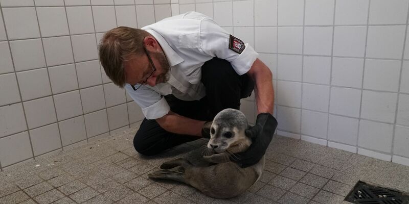Hamburgs Schwanenvater Olaf Nieß untersucht den jungen Heuler. - Foto: Frank Bründel/citynewstv/dpa