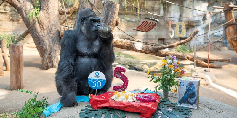 Der Gorilla Assumbo verspeist im Darwineum des  Rostocker Zoos seine Geburtstagstorte. - Foto: Frank Hormann/dpa